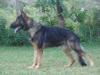 Aquiles do Benswolf