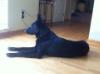 Brewster von der Hoss