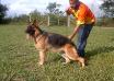 Panja do Laçador