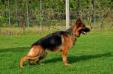 Donna Vardar Wolf