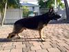 Sawyer's Taiko Von Johnson