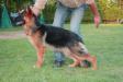 Shiwa von der Grafschaft Mark