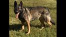 Carol Boča Bohemia <span style="color: darkblue">FR1, FR2, TC, VST, CGC, NARCOTIC DETECTION DOG, EXPLOSIVE DETECTION 1.19.2011 - 4.9.2024</span>