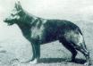 VA DDR SIEGER 1949 Roland vom Teglerforst