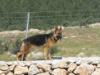 Julie vom Jordan German Shepherds