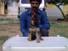 nishan;s siri