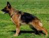 Addie vom Mittelwest