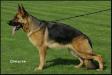V1 Lexi zur Worringer Rheinaue