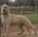 Rin Tin Tins General Lee