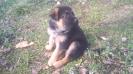 AJAX DEL ALTO AZOR