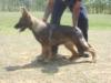 Esko do Caio work dogs