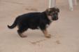 Laura Kuwait k9-team