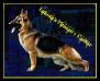 BOF BIS CH Lakota's Hitman Of Cantar
