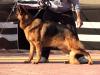 Kai Kuwait k9-team
