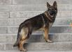 Lobo von Hartwin