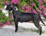 AKC CH UKC CH Black Spot Of Daft Raptors