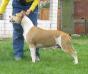 Irgen Gold Yubilaina