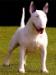 CH UK Bullbrit Little Big Horn at Bullyview