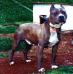 'PR' CH Empire's Blue Bart Jr