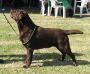 INT CH FIELD TRIALER Gromyko Herbu Zadora