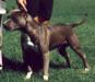 GRCH NCH 'PR' CNC's Bull Rock's Blue Baron