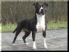  Blue Rising Star Awesome Ambition