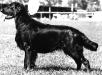  Almanza Dark Midnight Miracle