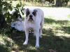  Seeder's Daisy Mae