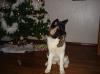 Limbonsnest Christal Beauty