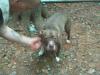 ASHWOOD KENNELS UNO