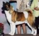 AKC CH Regalia's Fyrestone