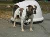Island Rock's Diva of Dailey