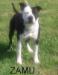  Zamukushi