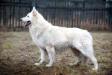 Canta Lupa (FCI) WHITE HUNTER WOLF