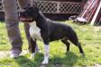  Capone de Dogs Man Crew