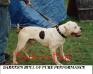 Barker's Bull of  Pure Performance
