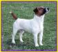 CH REPRODUCTOR Tiroan/JR Friar Tuck