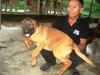 MANALO K9's Michelle