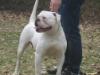 Best of Bulldogs Sophie