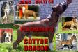 <span style="color: darkred">MULTI CH</span> Playmaker's Cotton Dragon