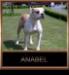  Krusendorfer Bulls Annabel