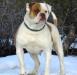  Red Canon Kennel's Zipporah of SAB