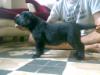 SHINDE'S MISHNER