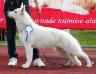 Born to Win White Almighty