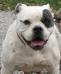 Rebel Rose's Savvy of Mancera  PH-0.50/0.52