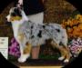 CH Risingstar's Sweet Serenity