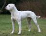 Chestnut's Little Haloke