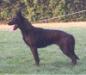  Nika (Dhr. D. van Leeuwen, Scherpenzeel Fr)