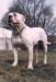  Kennedy's Rocky Dangerfield
