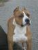 YUCH MS Precious Stones Roxy Popstaff